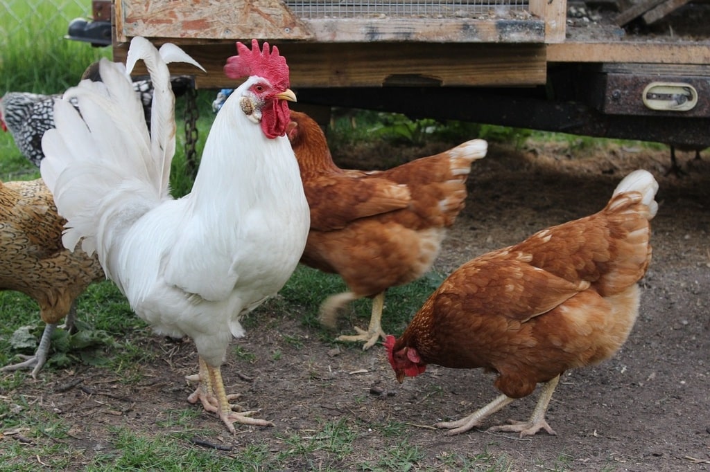 Tout savoir sur les poules : races, caractéristiques, choix, élevage, soin...